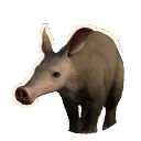 Aardvark