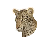 African Leopard