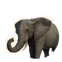 African Savannah Elephant