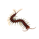 Amazonian Giant Centipede