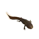 Axolotl