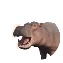 Common Hippopotamus