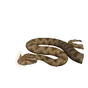 Desert Horned Viper