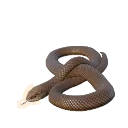Eastern Brown Snake