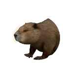 Eurasian Beaver