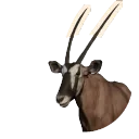 Gemsbok