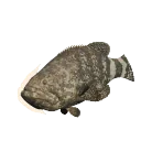 Giant Grouper