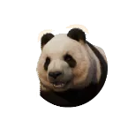 Giant Panda