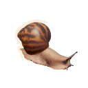 Giant Tiger Land Snail
