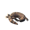Gila Monster
