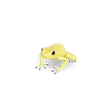 Golden Poison Frog