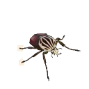 Goliath Beetle