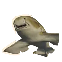 Indo-Pacific Leopard Shark