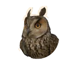 Long-Eared Owl