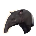 Malayan Tapir