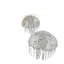 Moon Jelly