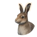 Mountain Hare