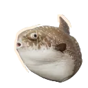 Ocean Sunfish