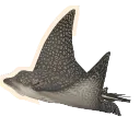 Ocellated Eagle Ray