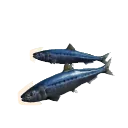 Pacific Sardine