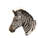 Plains Zebra