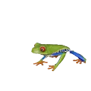 Red-Eyed Tree Frog