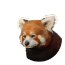 Red Panda