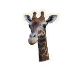 Reticulated Giraffe
