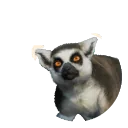 Ring-Tailed Lemur