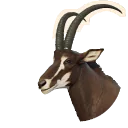 Sable Antelope