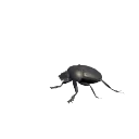 Sacred Scarab Beetle