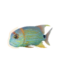 Sailfin Snapper