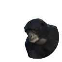 Siamang