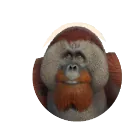 Sumatran Orangutan