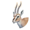 Thomson's Gazelle