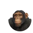 Western Chimpanzee