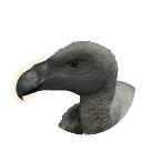 White-Backed Vulture
