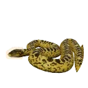 Yellow Anaconda