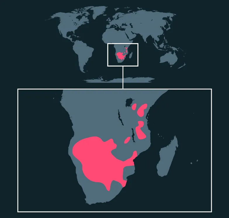 Blue Wildebeest distribution map