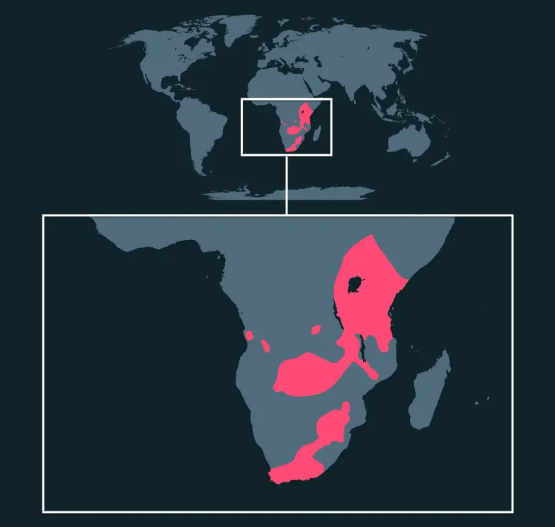 Cape Buffalo distribution map