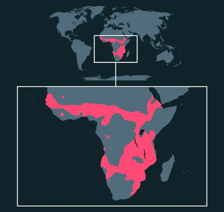 Common Warthog distribution map