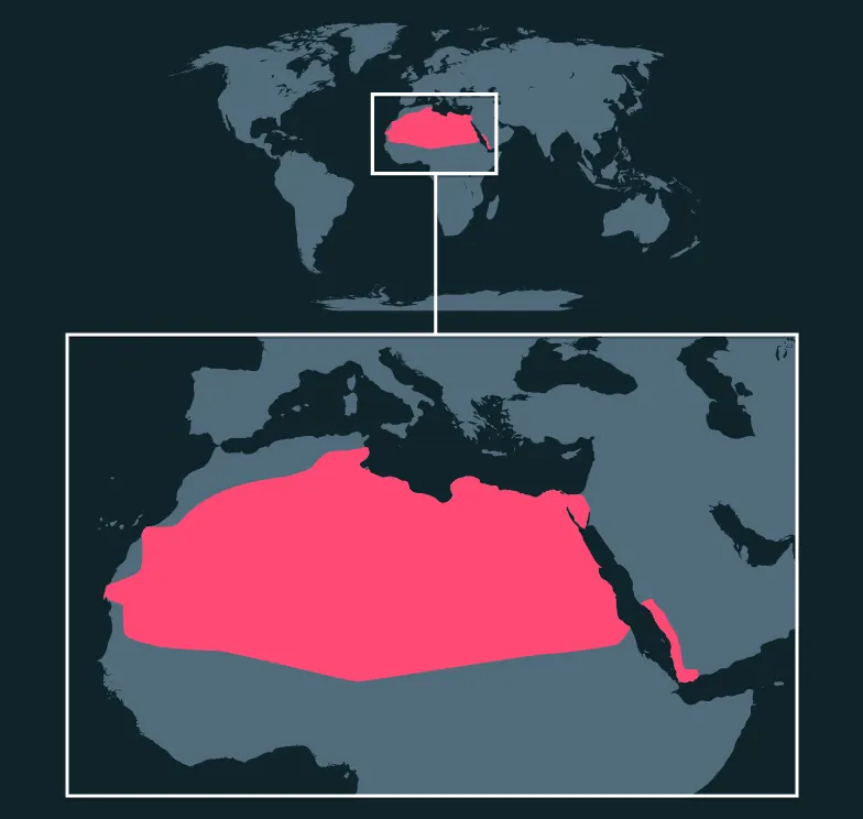 Desert Horned Viper distribution map