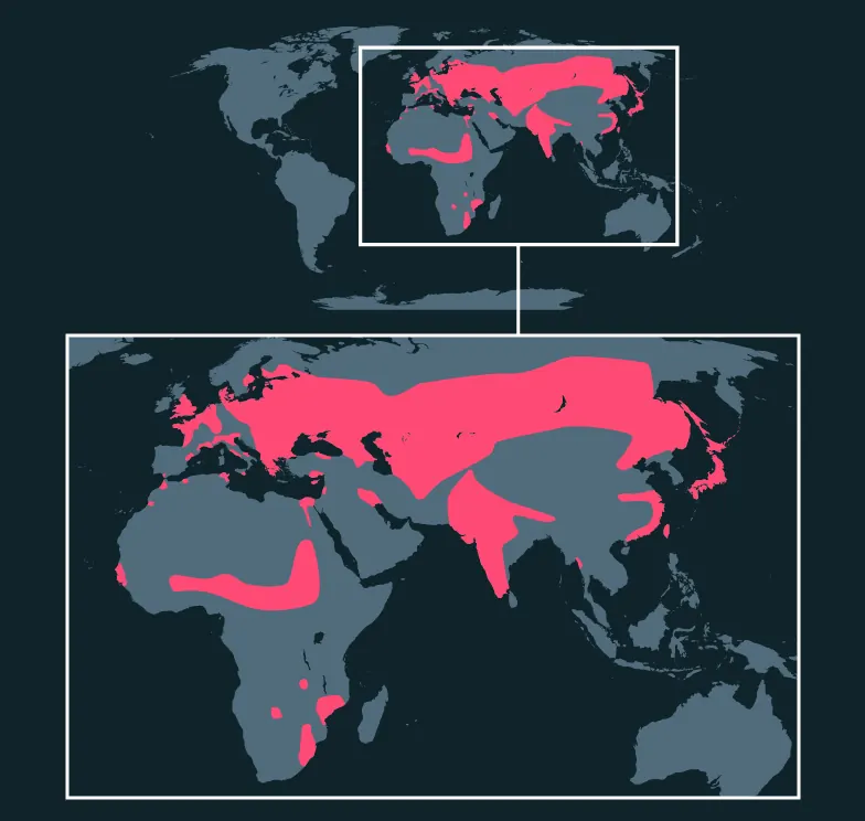 Eurasian Bittern distribution map