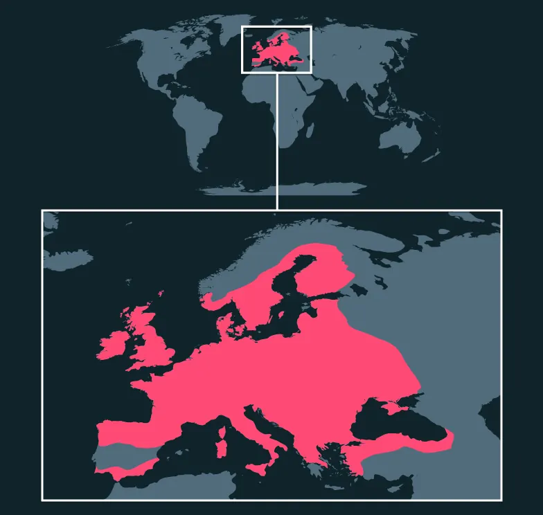 European Peacock distribution map