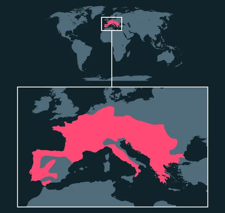 Fire Salamander distribution map