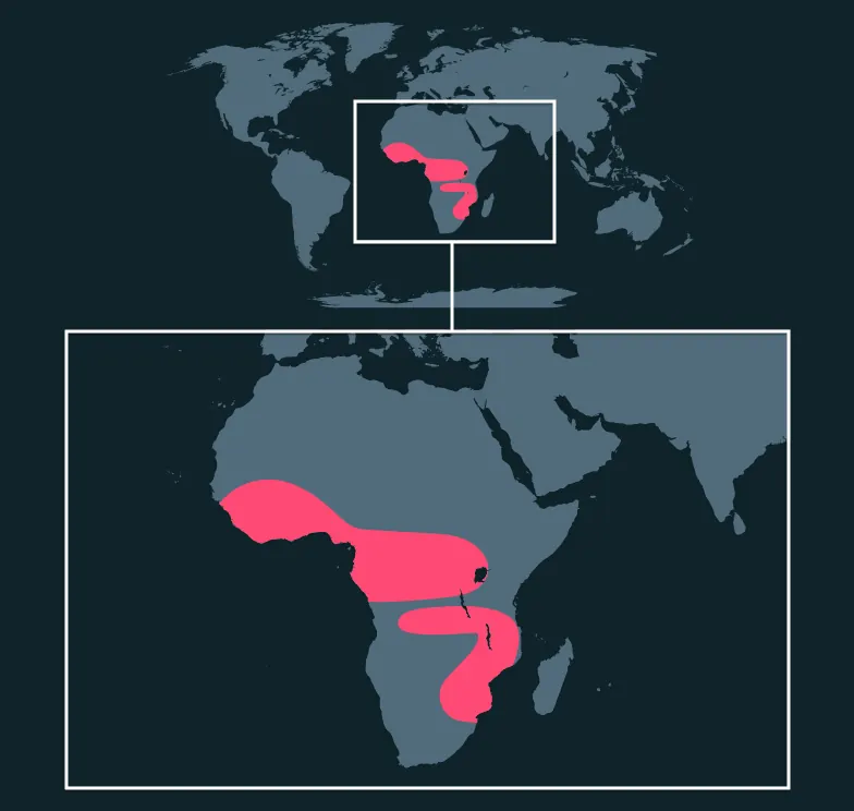 Goliath Beetle distribution map