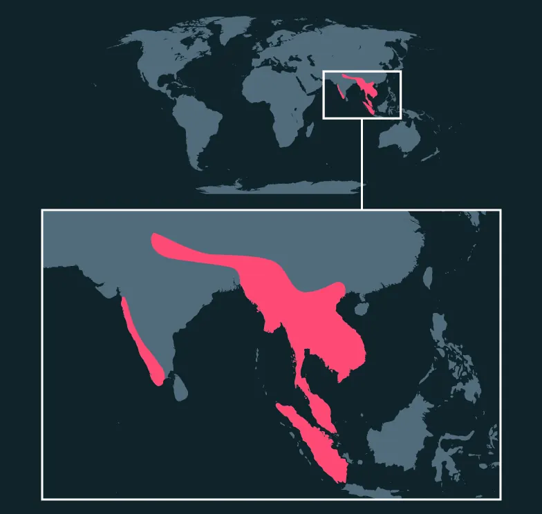 Great Hornbill distribution map