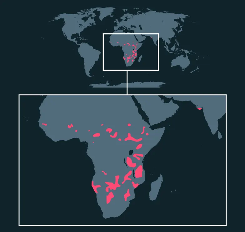 Lion distribution map