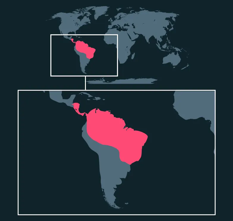 Menelaus Blue Morpho distribution map