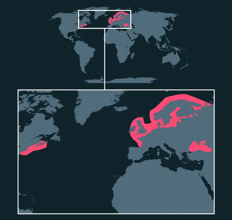Moon Jelly distribution map